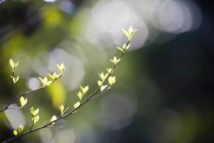 chunfen89473969786.jpg